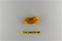 藏品(達觀澤蟹)的圖片